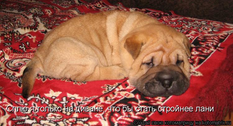 Сплю я только на диване, что бы стать стройнее лани... Котоматрица: Сплю я только на диване, что бы стать стройнее лани