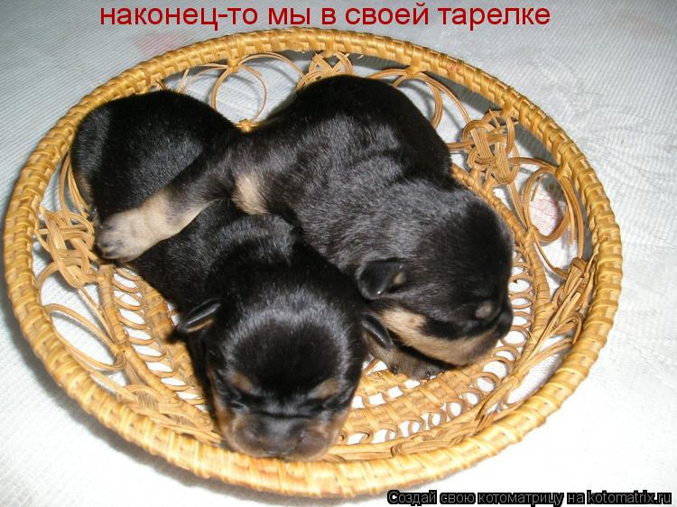 наконец-то мы в своей тарелке... Котоматрица: наконец-то мы в своей тарелке