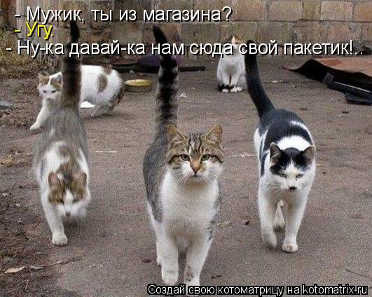 Котоматрица: - Мужик, ты из магазина? - Угу. - Ну-ка давай-ка нам сюда свой пакетик!..