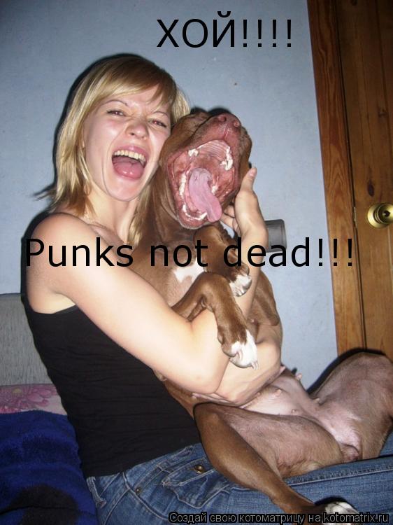 Котоматрица: ХОЙ!!!! Punks not dead!!!