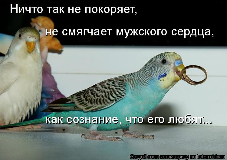 Ничто так не покоряет, не смягчает мужского сердца, как сознание, что его любят...... Котоматрица: Ничто так не покоряет, не смягчает мужского сердца, как сознание, что его любят...