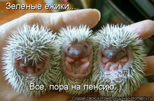 Зеленые ежики... Все, пора на пенсию...... Котоматрица: Зеленые ежики... Все, пора на пенсию...