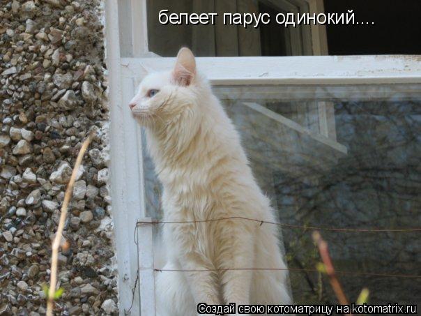 белеет парус одинокий....... Котоматрица: белеет парус одинокий....