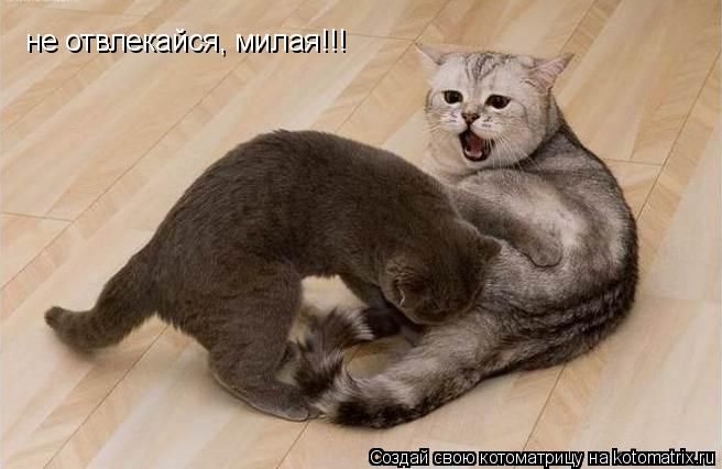 Котоматрица: не отвлекайся, милая!!!