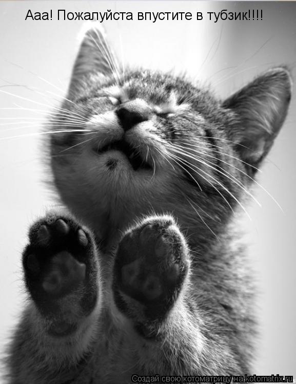 Котоматрица: Ааа! Пожалуйста впустите в тубзик!!!!