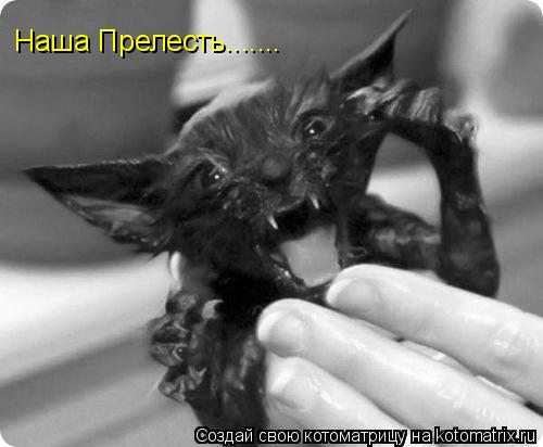 Наша Прелесть.......... Котоматрица: Наша Прелесть.......