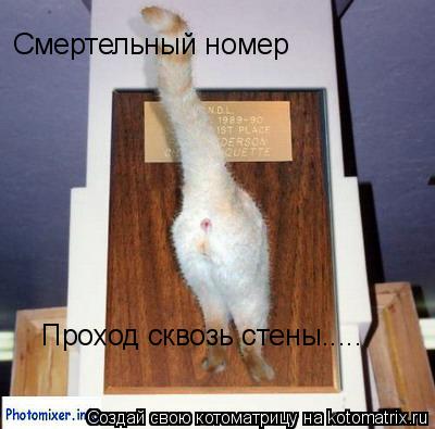 Смертельный номер Проход сквозь стены........ Котоматрица: Смертельный номер Проход сквозь стены.....