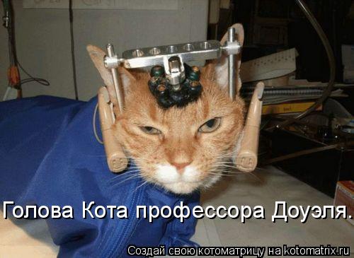 Голова Кота профессора Доуэля.... Котоматрица: Голова Кота профессора Доуэля.