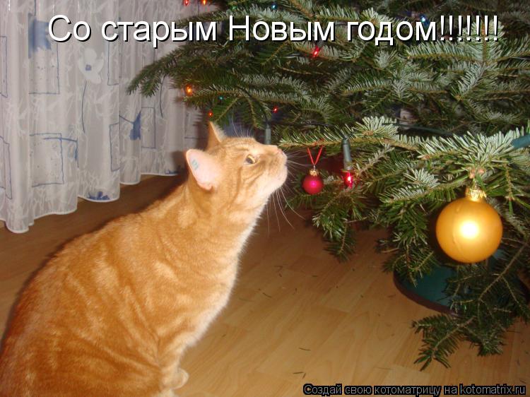 Со старым Новым годом!!!!!!!... Котоматрица: Со старым Новым годом!!!!!!!