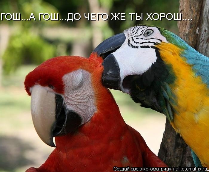 ГОШ...А ГОШ...ДО ЧЕГО ЖЕ ТЫ ХОРОШ....... Котоматрица: ГОШ...А ГОШ...ДО ЧЕГО ЖЕ ТЫ ХОРОШ....