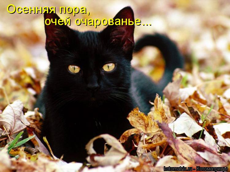 Осенняя пора, очей очарованье...... Котоматрица: Осенняя пора, очей очарованье...