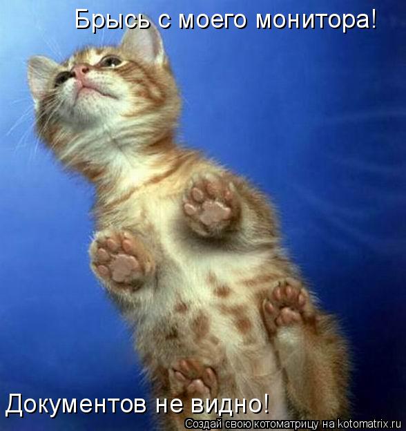 Брысь с моего монитора! Документов не видно!... Котоматрица: Брысь с моего монитора! Документов не видно!