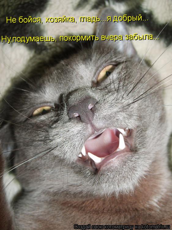 Не бойся, хозяйка, гладь...я добрый... Ну,подумаешь, покормить вчера забыла...... Котоматрица: Не бойся, хозяйка, гладь...я добрый... Ну,подумаешь, покормить вчера забыла...
