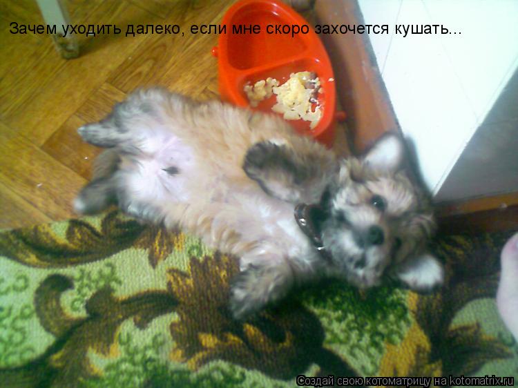 Зачем уходить далеко, если мне скоро захочется кушать...... Котоматрица: Зачем уходить далеко, если мне скоро захочется кушать...