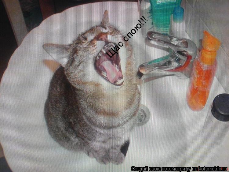 Щас спою!!!... Котоматрица: Щас спою!!!