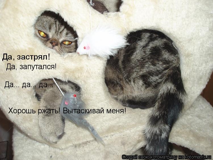 Да, застрял! Да, запутался! Да... да... да... Хорошь ржать! Вытаскивай меня!... Котоматрица: Да, застрял! Да, запутался! Да... да... да... Хорошь ржать! Вытаскивай меня!
