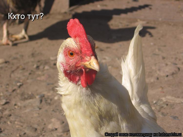Котоматрица: Кхто тут?