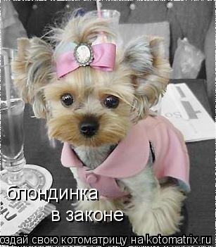 Котоматрица: блондинка в законе