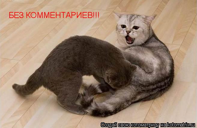 Котоматрица: БЕЗ КОММЕНТАРИЕВ!!!