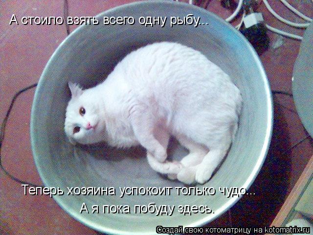 А стоило взять всего одну рыбу... Теперь хозяина успокоит только чудо... А я пока побуду здесь.... Котоматрица: А стоило взять всего одну рыбу... Теперь хозяина успокоит только чудо... А я пока побуду здесь.