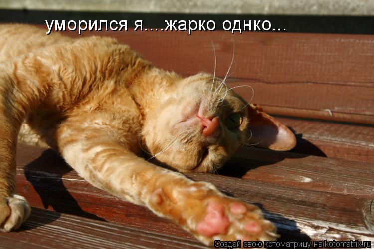 уморился я....жарко однко...... Котоматрица: уморился я....жарко однко...