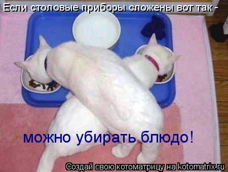 Котоматрица: Если столовые приборы сложены вот так -  можно убирать блюдо!