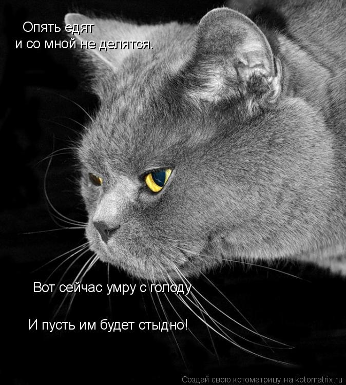 Котоматрица: Опять едят и со мной не делятся. Вот сейчас умру с голоду И пусть им будет стыдно!