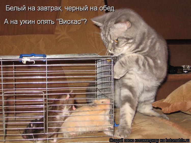 Белый на завтрак, черный на обед А на ужин опять "Вискас"?... Котоматрица: Белый на завтрак, черный на обед А на ужин опять "Вискас"?