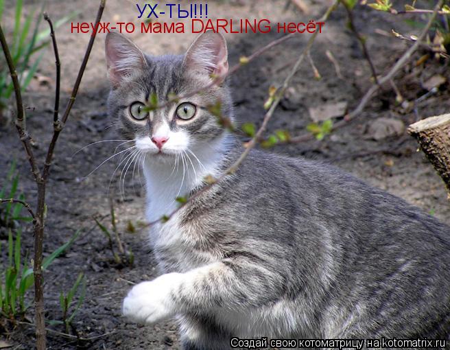 УХ-ТЫ!!! неуж-то мама DARLING несёт... Котоматрица: УХ-ТЫ!!! неуж-то мама DARLING несёт