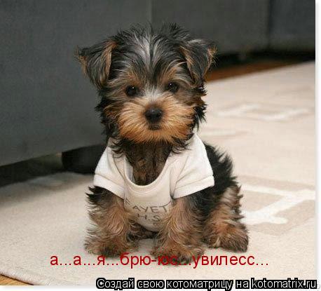 а...а...я...брю-юс...увилесс...... Котоматрица: а...а...я...брю-юс...увилесс...
