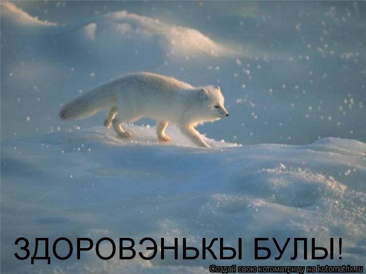 ЗДОРОВЭНЬКЫ БУЛЫ!... Котоматрица: ЗДОРОВЭНЬКЫ БУЛЫ!