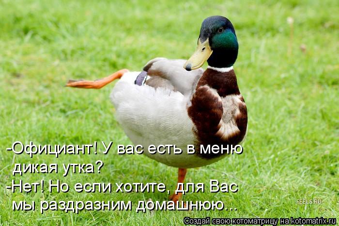 Котоматрица: -Нет! Но если хотите, для Вас  мы раздразним домашнюю... -Официант! У вас есть в меню  дикая утка?