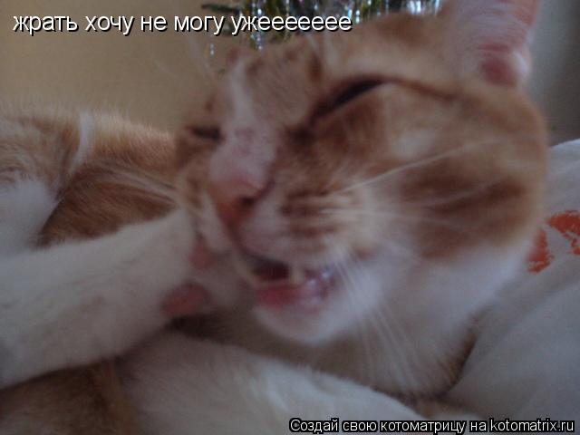 жрать хочу не могу ужеееееее... Котоматрица: жрать хочу не могу ужеееееее