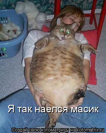 Котоматрица: Я так наелся масик