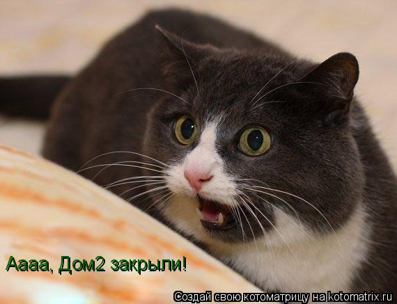 Котоматрица: Аааа, Дом2 закрыли!