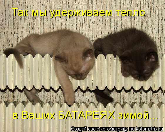 Так мы удерживаем тепло в Ваших БАТАРЕЯХ зимой...... Котоматрица: Так мы удерживаем тепло в Ваших БАТАРЕЯХ зимой...
