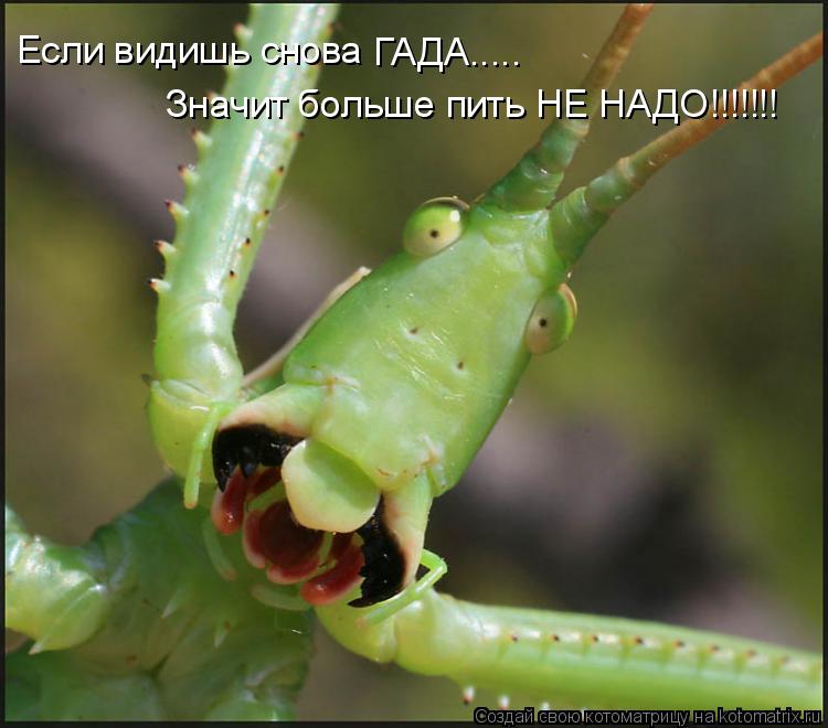 Если видишь снова ГАДА..... Значит больше пить НЕ НАДО!!!!!!!... Котоматрица: Если видишь снова ГАДА..... Значит больше пить НЕ НАДО!!!!!!!