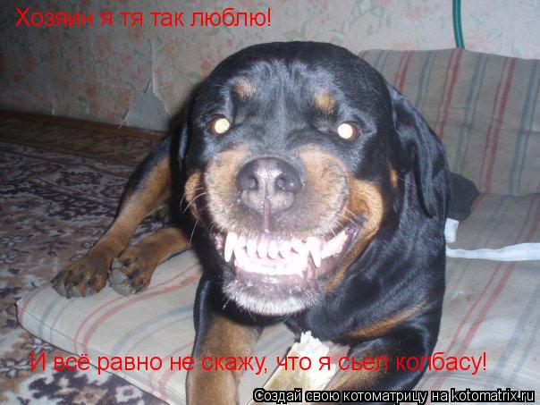 Хозяин я тя так люблю! И всё равно не скажу, что я сьел колбасу!... Котоматрица: Хозяин я тя так люблю! И всё равно не скажу, что я сьел колбасу!