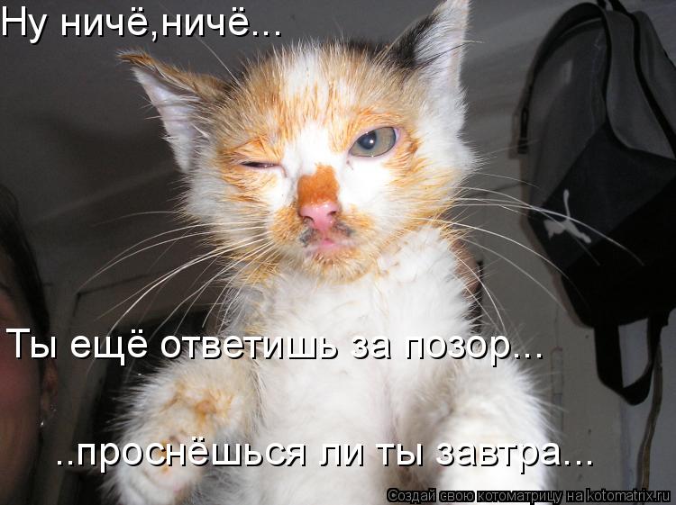 Ну ничё,ничё... Ты ещё ответишь за позор... ..проснёшься ли ты завтра...... Котоматрица: Ну ничё,ничё... Ты ещё ответишь за позор... ..проснёшься ли ты завтра...