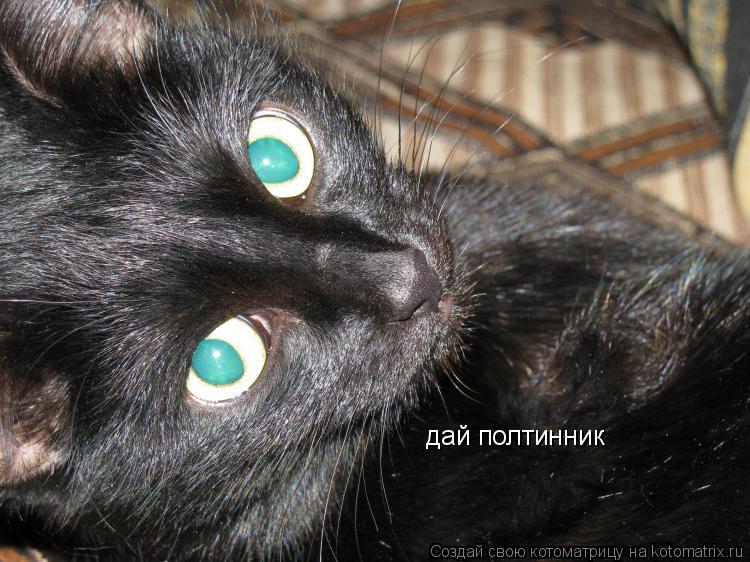 дай полтинник... Котоматрица: дай полтинник