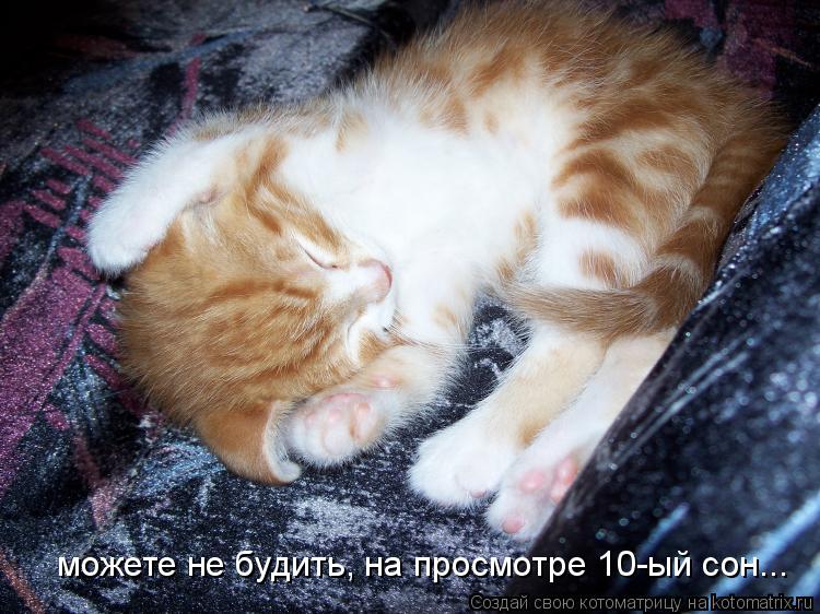 можете не будить, на просмотре 10-ый сон...... Котоматрица: можете не будить, на просмотре 10-ый сон...