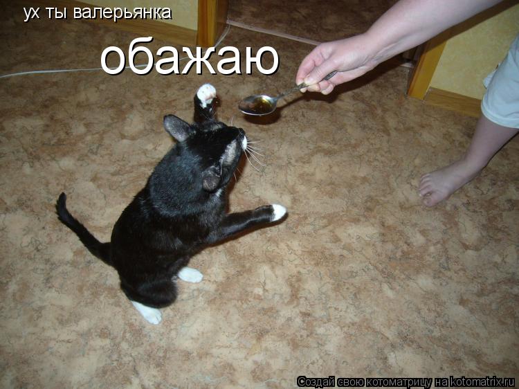 ух ты валерьянка обажаю... Котоматрица: ух ты валерьянка обажаю