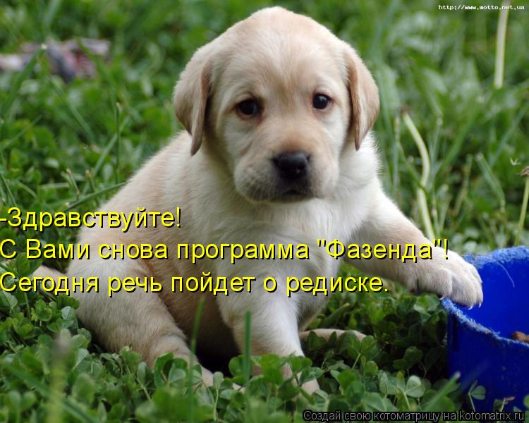 -Здравствуйте! С Вами снова программа "Фазенда"! Сегодня речь пойдет о редиске.... Котоматрица: -Здравствуйте! С Вами снова программа "Фазенда"! Сегодня речь пойдет о редиске.