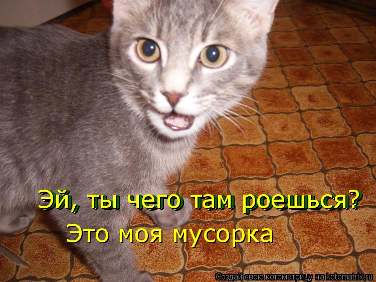 Эй, ты чего там роешься? Эй, ты чего там роешься? Эй, ты чего там роешься? Это моя мусорка... Котоматрица: Эй, ты чего там роешься? Эй, ты чего там роешься? Эй, ты чего там роешься? Это моя мусорка