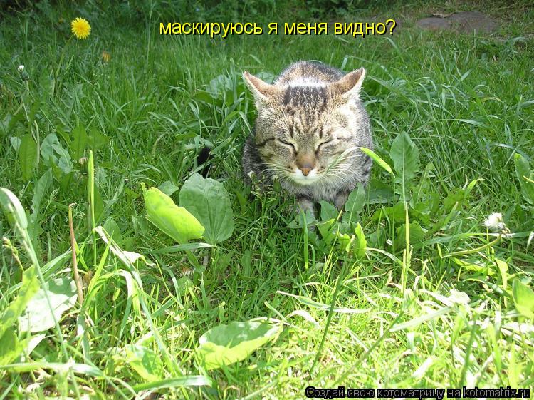 маскируюсь я меня видно?... Котоматрица: маскируюсь я меня видно?