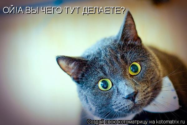 ОЙ!А ВЫ ЧЕГО ТУТ ДЕЛАЕТЕ?... Котоматрица: ОЙ!А ВЫ ЧЕГО ТУТ ДЕЛАЕТЕ?