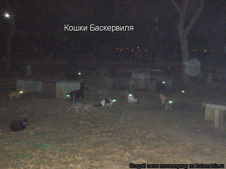Кошки Баскервиля... Котоматрица: Кошки Баскервиля