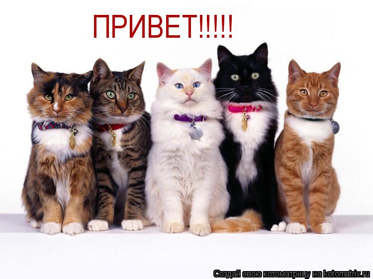 ПРИВЕТ!!!!!... Котоматрица: ПРИВЕТ!!!!!