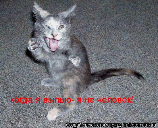 когда я выпью- я не человек!... Котоматрица: когда я выпью- я не человек!