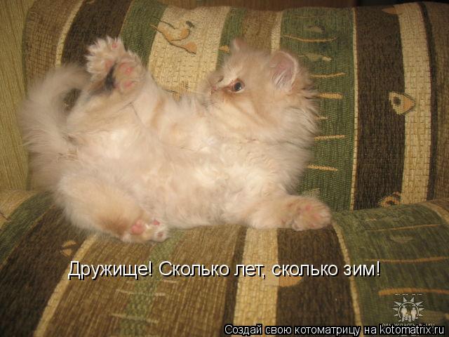 Дружище! Сколько лет, сколько зим!... Котоматрица: Дружище! Сколько лет, сколько зим!